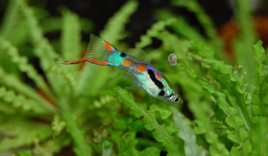 guppy, fish, multicoloured